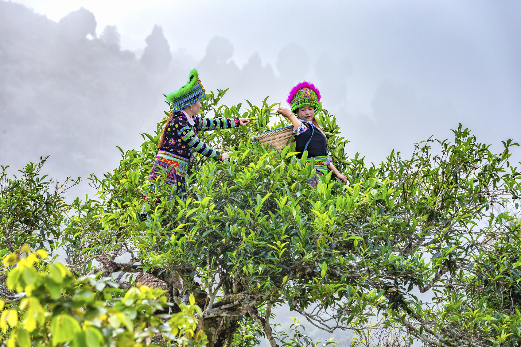 Thai young women tea pickers on tea trees 300 years old